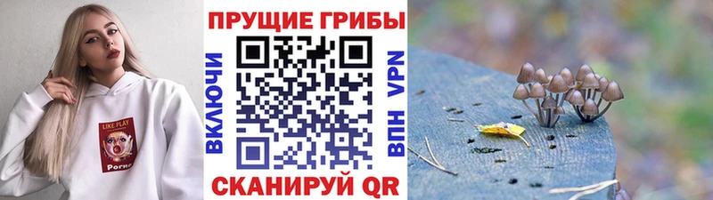 что такое наркотик  Боровичи  Галлюциногенные грибы Cubensis 